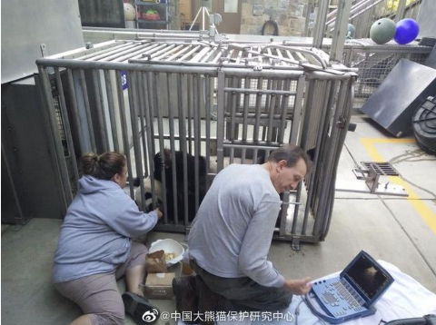 旅美大熊猫产后疑遭虐待 现场监控曝光虐待过程