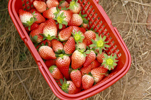 深圳摘草莓的地方有哪些 深圳摘草莓的地方推荐