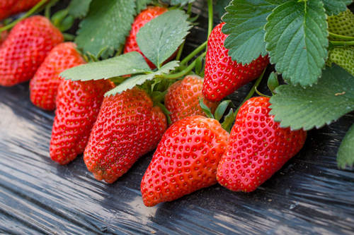 深圳摘草莓最好的地方 深圳哪里摘草莓较好