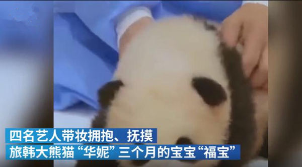 韩国艺人违规接触熊猫幼崽惹怒网友