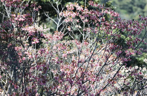 梧桐山上隐藏的网红打卡地 30亩的神秘花海