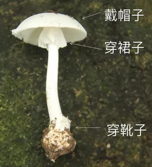剧毒蘑菇“鹅膏”重现梧桐山 0.1毫克可致死