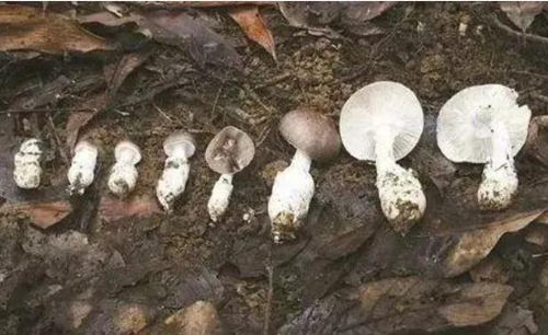 剧毒蘑菇“鹅膏”重现梧桐山 0.1毫克可致死