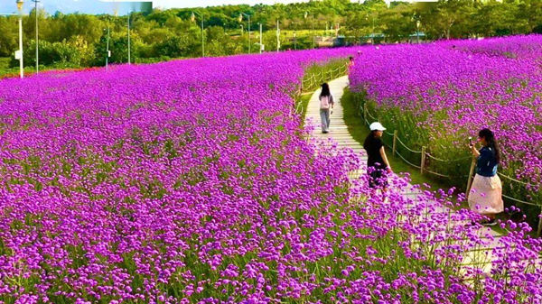 深圳湾公园紫色花海来了 马鞭草已悄然绽放