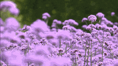 深圳湾公园紫色花海来了 马鞭草已悄然绽放