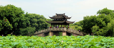 杭州西湖十景之曲苑风荷