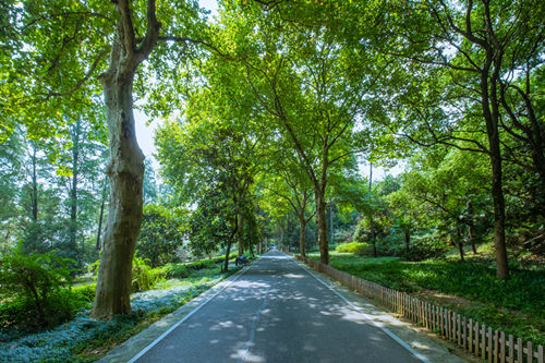 深圳绿道推荐 深圳有哪些适合散步的绿道