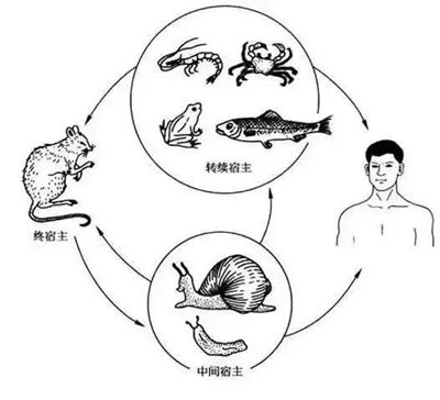深圳疾控：非洲大蜗牛不要碰 小心感染寄生虫