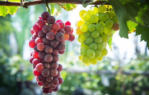 多吃葡萄有什么好处 吃葡萄时应该注意些什么