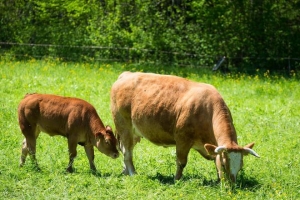 小英家的牛是什么梗 小英家的牛梗意思介绍