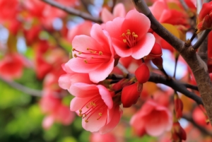 深圳东湖公园3月有什么花