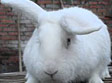 日本白兔