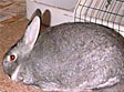 美种金吉拉兔
