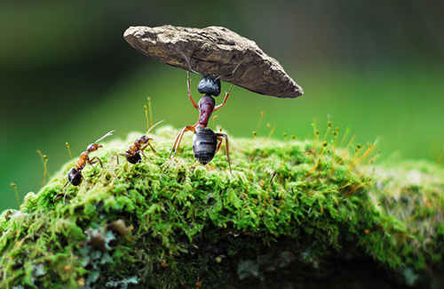家里有蚂蚁怎么办 家居防蚁有妙招