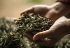 白茶的功效和作用及禁忌 白茶是什么