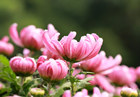 漂亮的九九重阳节菊花图片