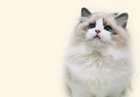 布偶猫多少钱一只 布偶猫为什么那么贵