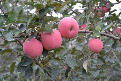 梦见苹果树是什么征兆