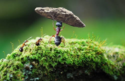 世界上最大的蚂蚁是什么蚂蚁
