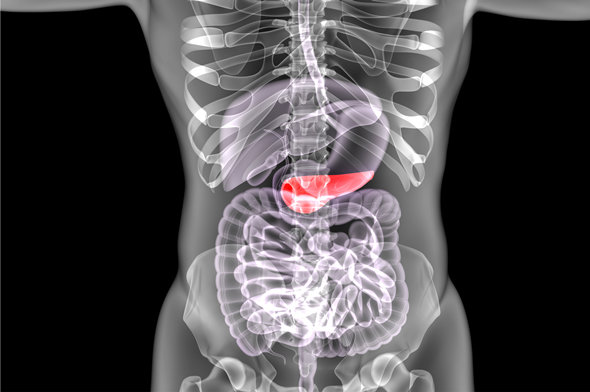 胰腺在腹中的位置图 胰腺在人体哪个部位