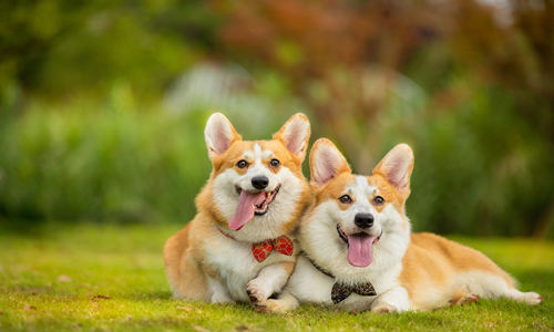 深圳文明养犬志愿者进社区 想为爱犬办证找他们