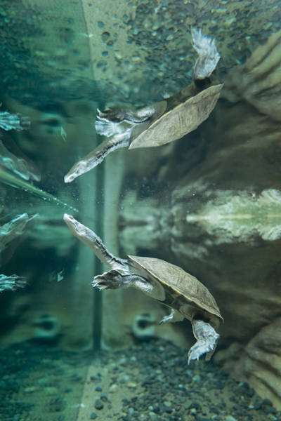 深水龟有哪些 什么宠物龟可以深水养