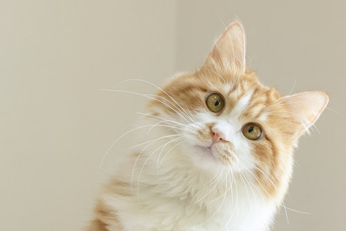 猫咪常见疾病症状及表现科普