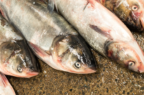 丁桂鱼的营养价值与功效 蛋白质极其丰富
