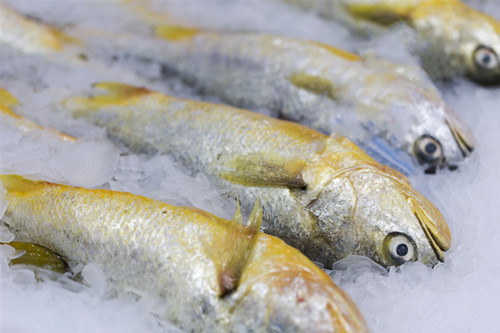 黄花鱼是海鱼吗 黄花鱼的营养价值功效