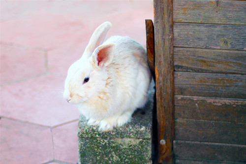 小白兔的生活习性介绍