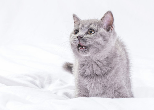 猫反感你的表现有哪些 猫咪肢体语言