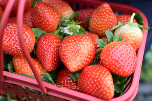 什么品种的草莓好吃 这几个最鲜嫩可口