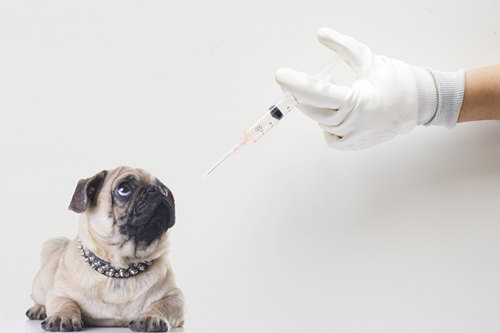 狗什么时候打疫苗 狗打疫苗多少钱