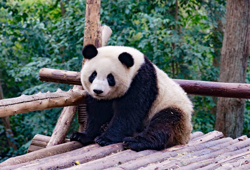 深圳野生动物园在哪里、怎么去 地址及交通