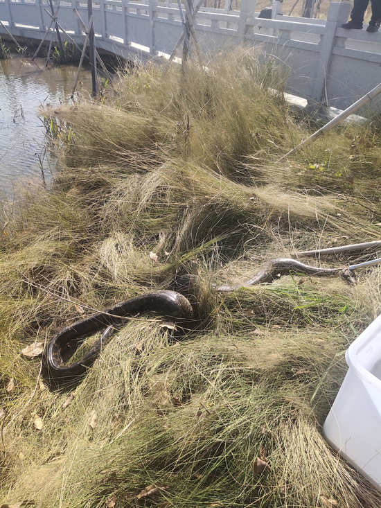 宝安一公园惊现3米长大蟒蛇 被捕蛇人3分钟逮住
