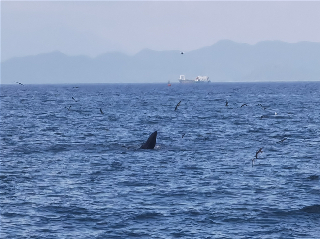 大鹏新区近海鲸鱼出没 水质变好把鲸鱼也吸引来了