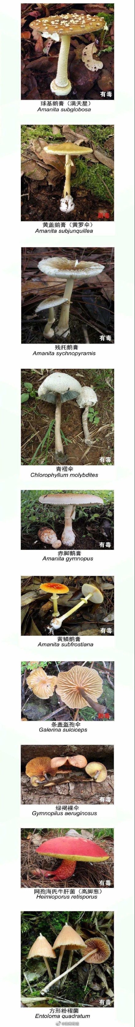 如何辨别有毒蘑菇 有毒蘑菇和无毒蘑菇的区别