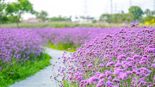 深圳五月有哪些公园能赏花 赏花打卡点推荐