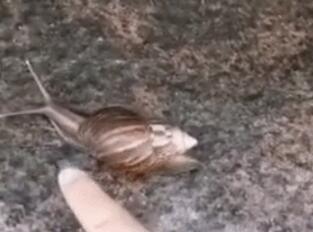 深圳疾控：非洲大蜗牛不要碰 小心感染寄生虫