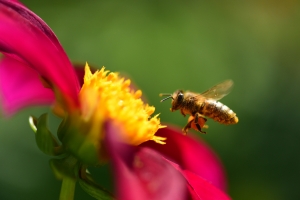 伤心的蜜蜂是什么梗